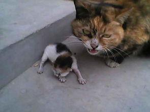 大猫叼小猫视频,大猫英勇救小猫温馨一幕